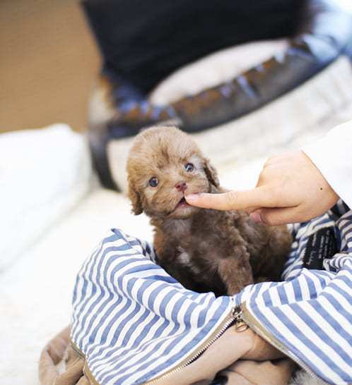 베들링턴테리어 분양