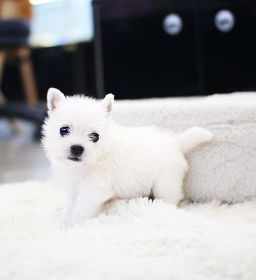 화이트테리어 분양