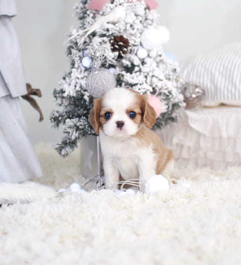 킹찰스스파니엘 분양