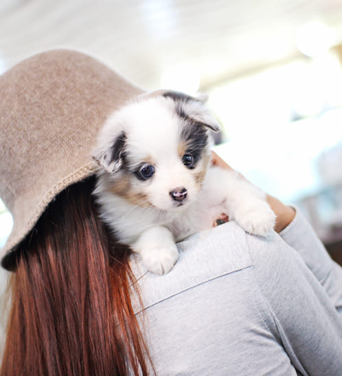 셔틀랜드쉽독 분양