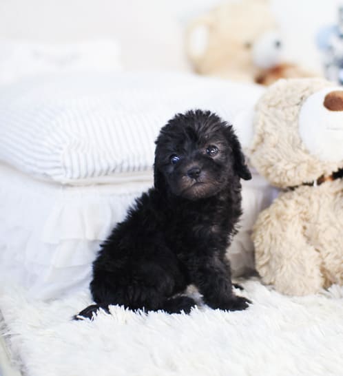 베들링턴테리어 분양