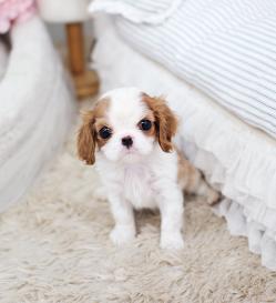 킹찰스스파니엘 분양