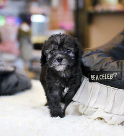 베들링턴테리어 분양