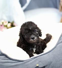 베들링턴테리어 분양