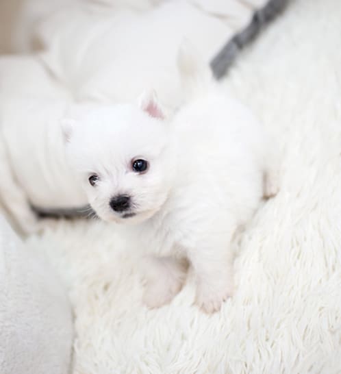 화이트테리어 분양