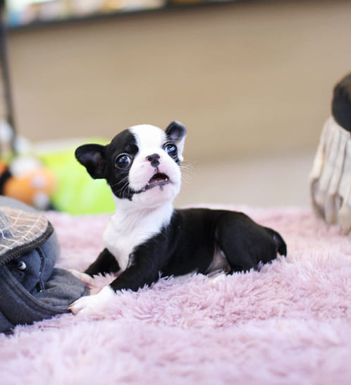 보스턴테리어 분양