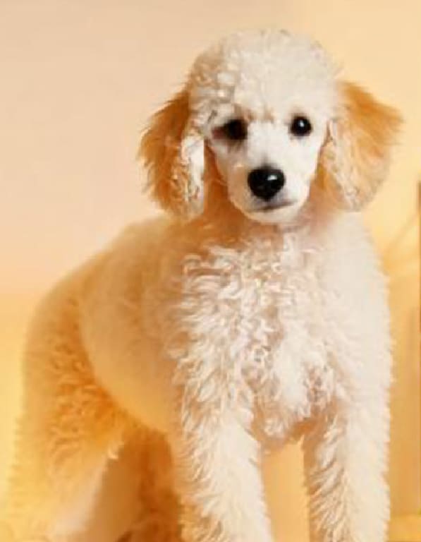 스탠다드푸들 분양