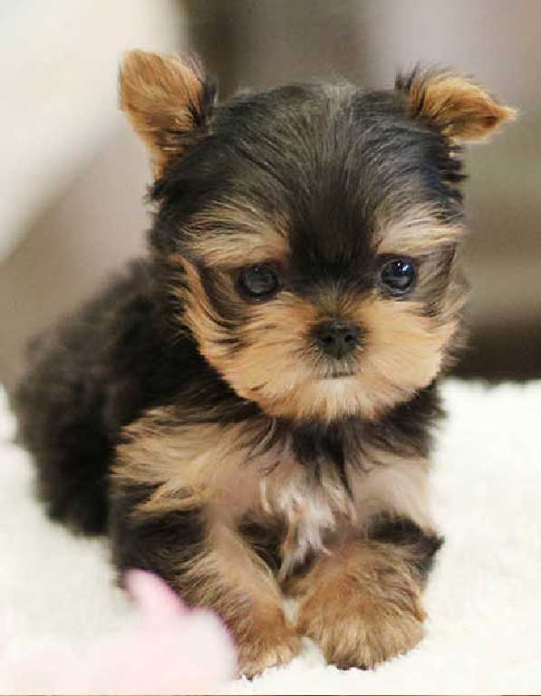 요크셔테리어 분양