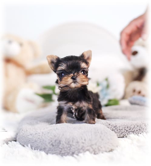 요크셔테리어 분양