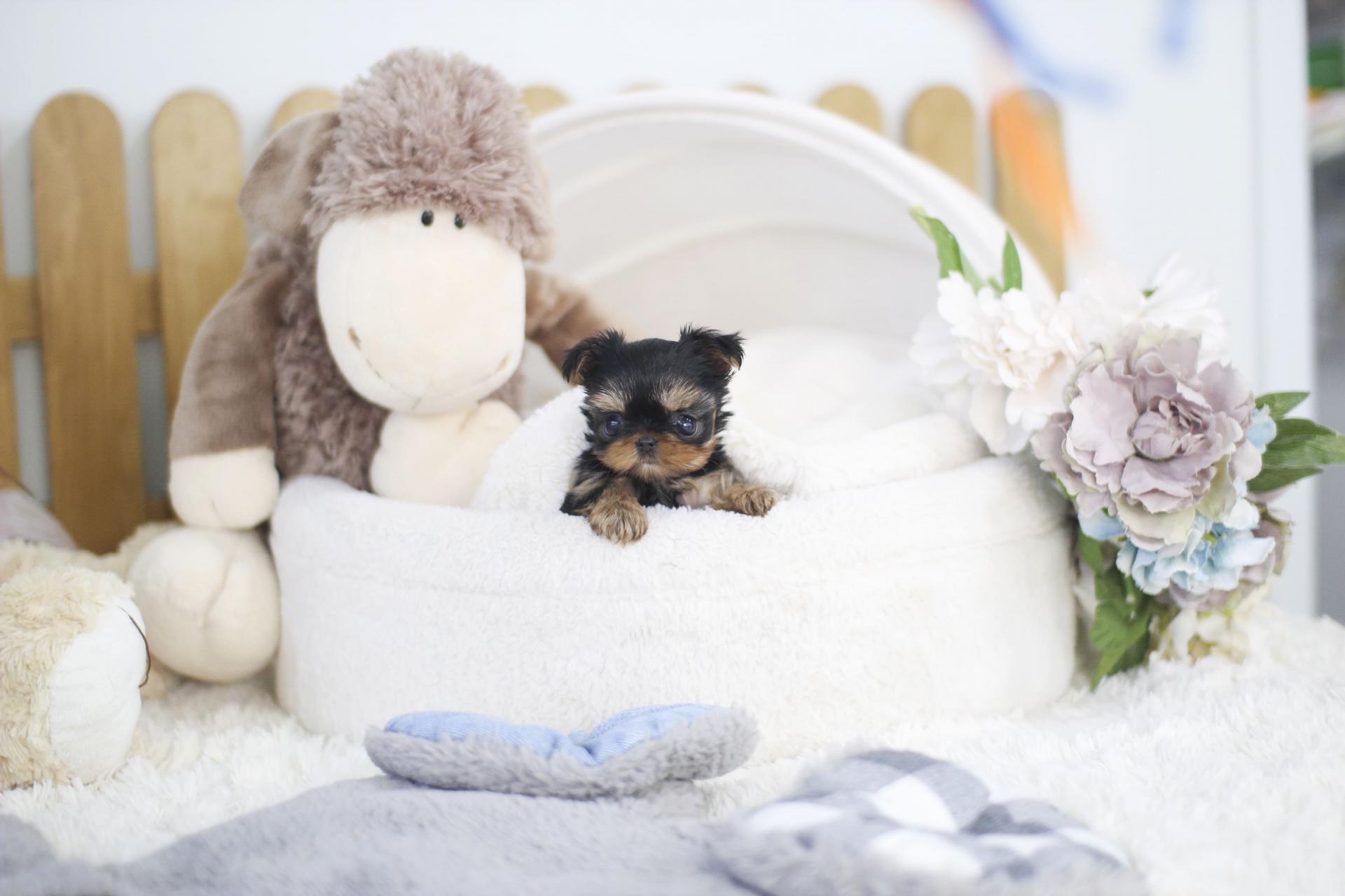 요크셔테리어 분양