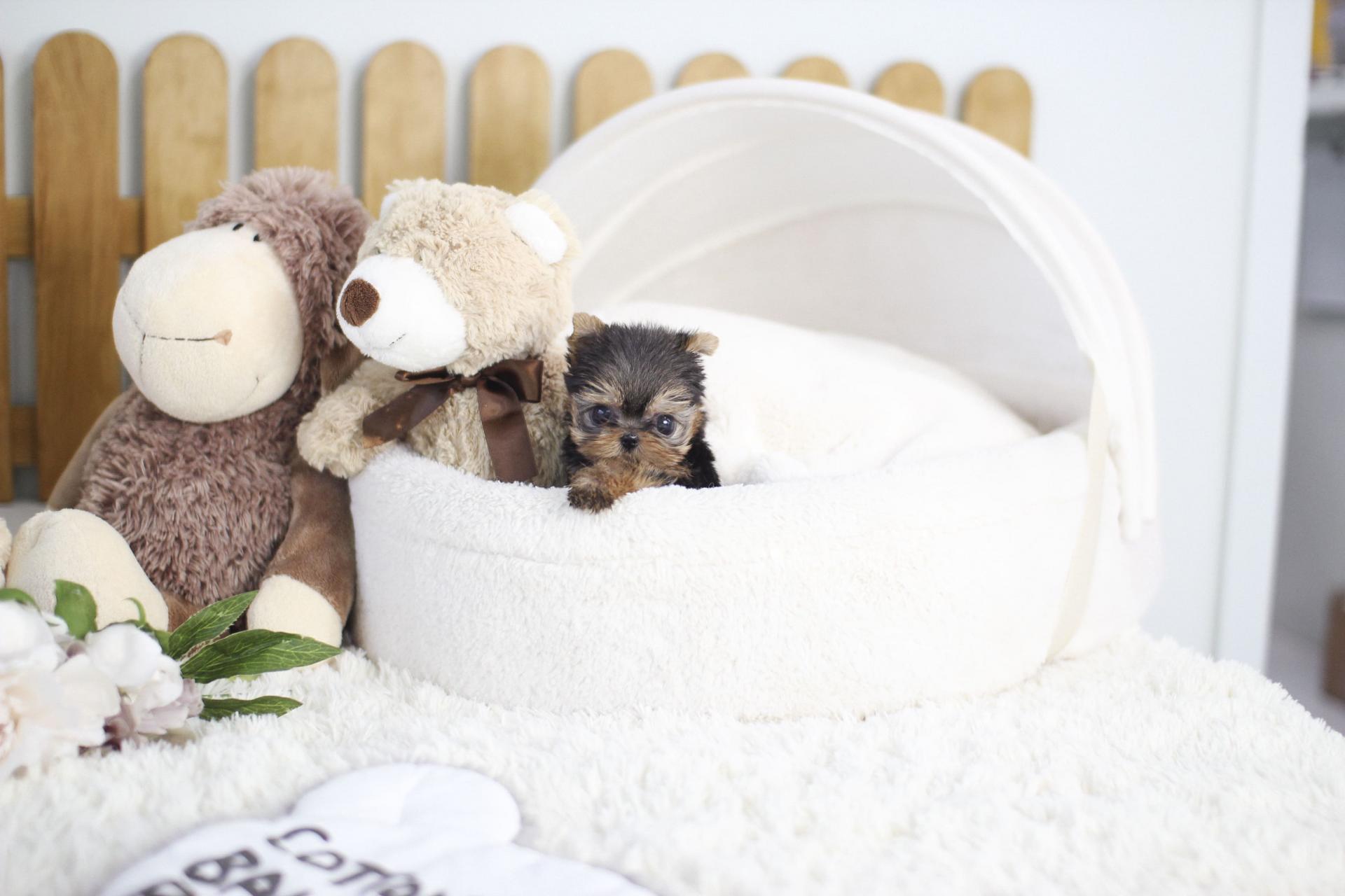 요크셔테리어 분양