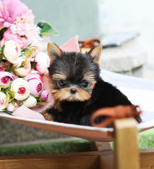 요크셔테리어 분양