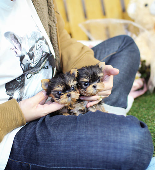 요크셔테리어 분양