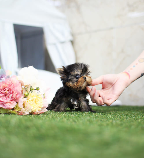 요크셔테리어 분양
