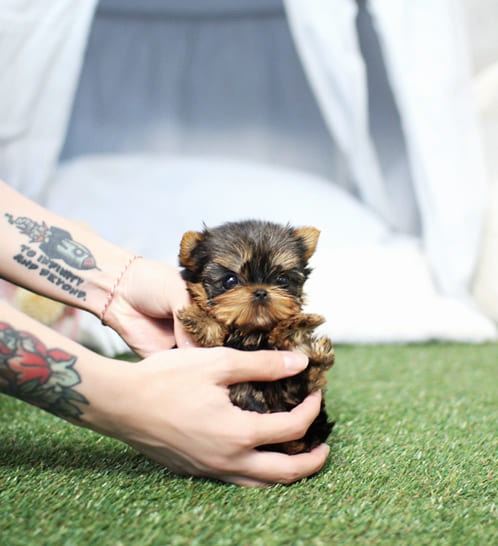 요크셔테리어 분양