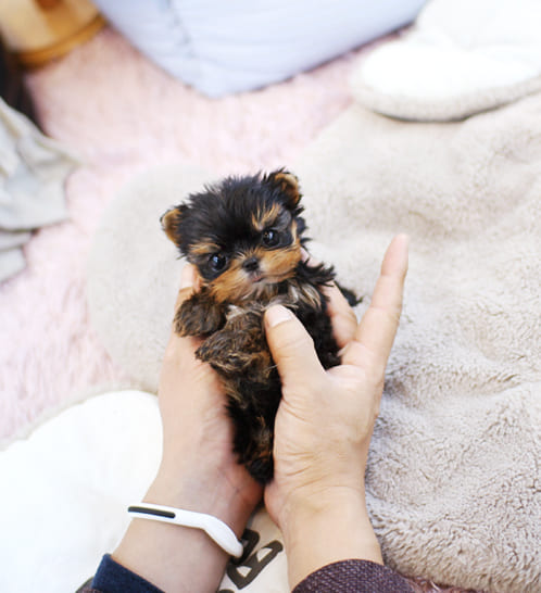 요크셔테리어 분양