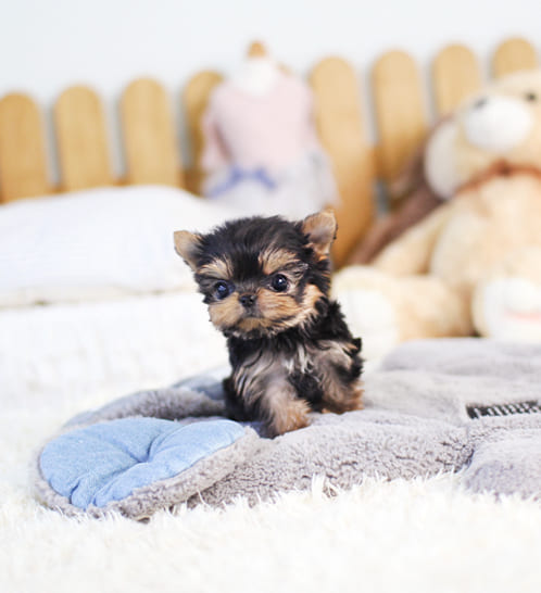 요크셔테리어 분양