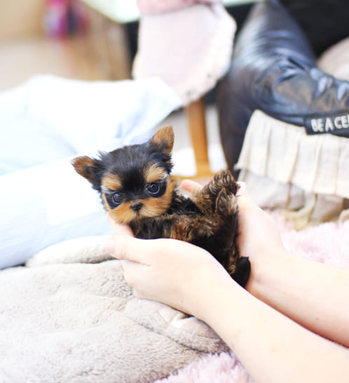 요크셔테리어 분양