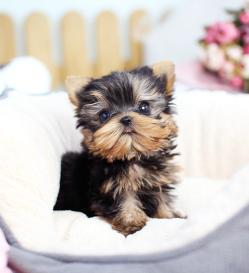 요크셔테리어 분양