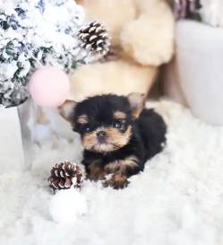 요크셔테리어 분양