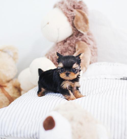 요크셔테리어 분양