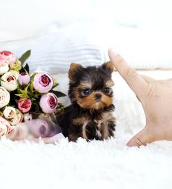 요크셔테리어 분양