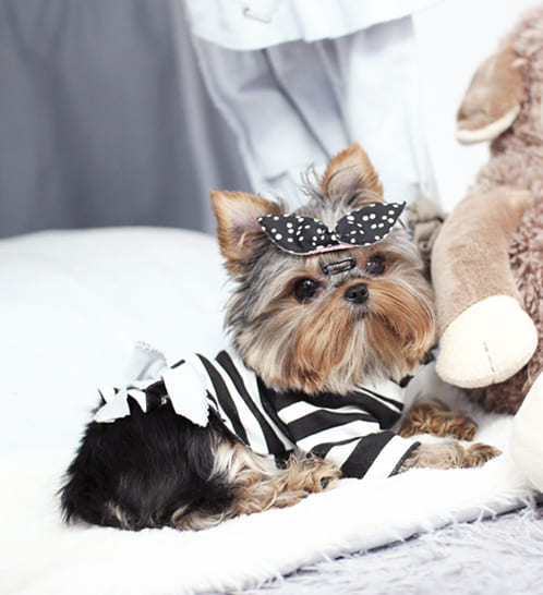 요크셔테리어 분양