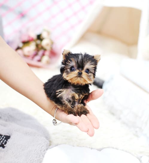 요크셔테리어 분양