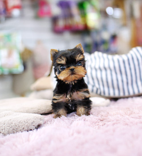 요크셔테리어분양